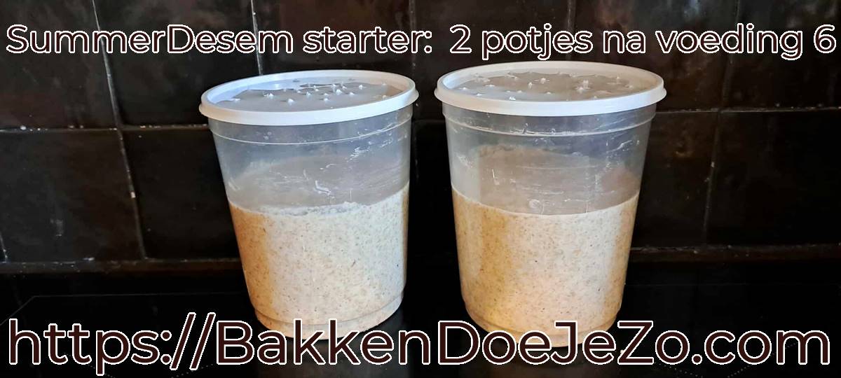 Twee plastic potjes Summerdesem starter na voeding 6, vers gevoed en op het aanrecht, klaar voor verdere rijzing.